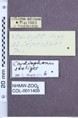 Etikett zu Cardiophorus stoliger (Buysson, 1902)